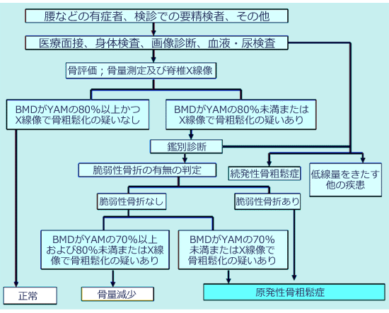 骨粗鬆症について